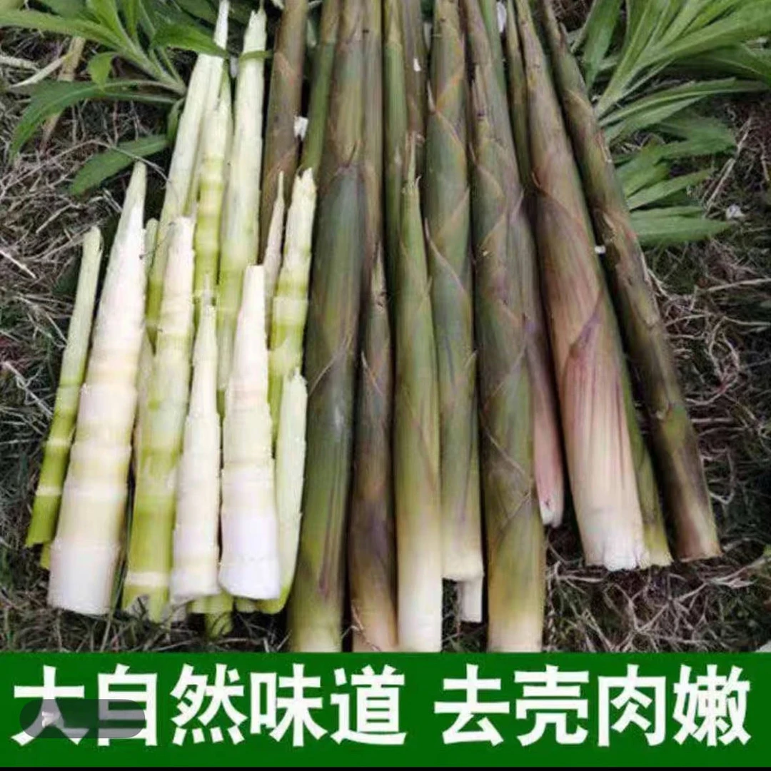 湖南湘西野生水竹笋