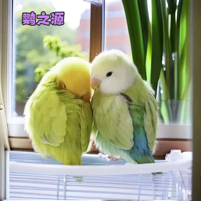 鹦之源牡丹鹦鹉活体手养幼鸟家（直播间专拍）