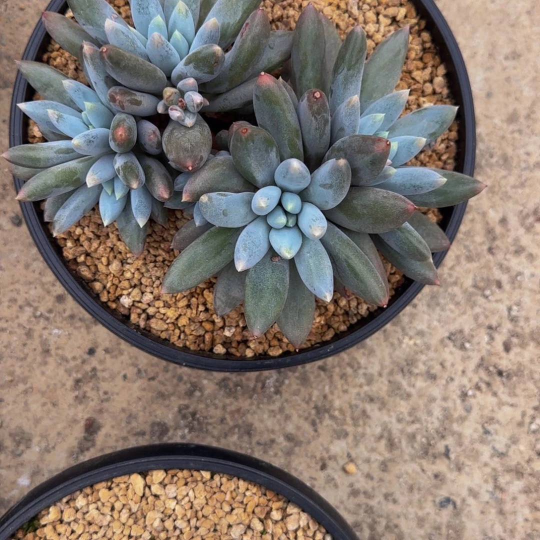 无花朵小***猪E14，哥特，大群