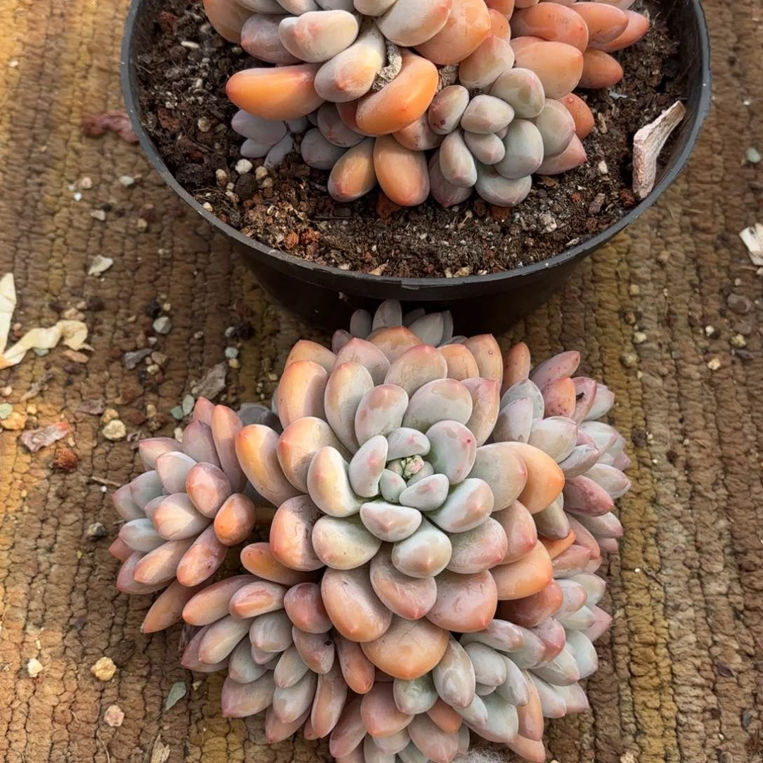 布羞妹妹的香水回去