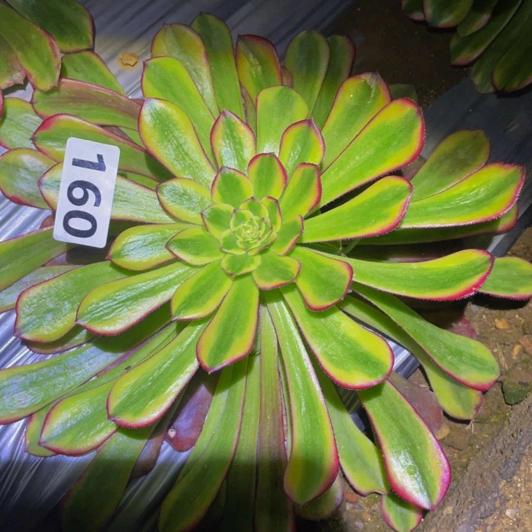 云墨多肉植物多肉160