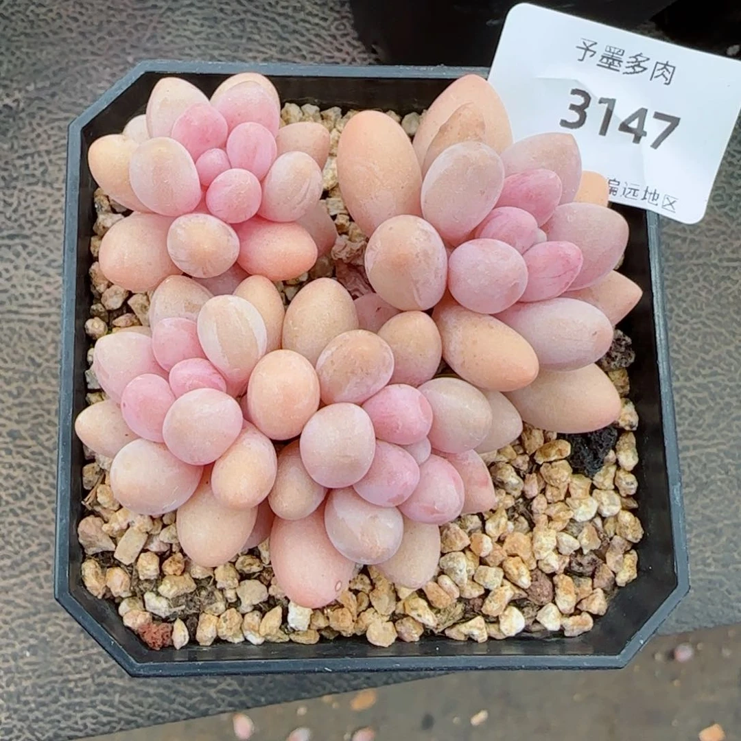 汤圆无砍，3147多肉植物