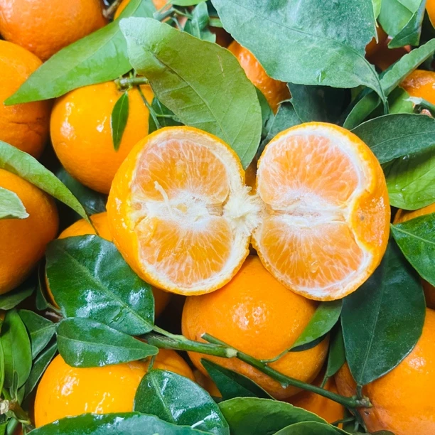 沃柑散装10斤沃柑茂谷柑四川省眉山市