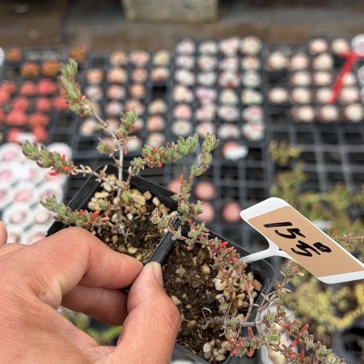 枝干15号一颗量拍多肉满20包邮初7发