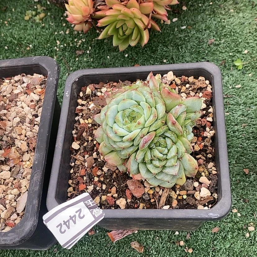 【闪购商品】天鹅绒2442
