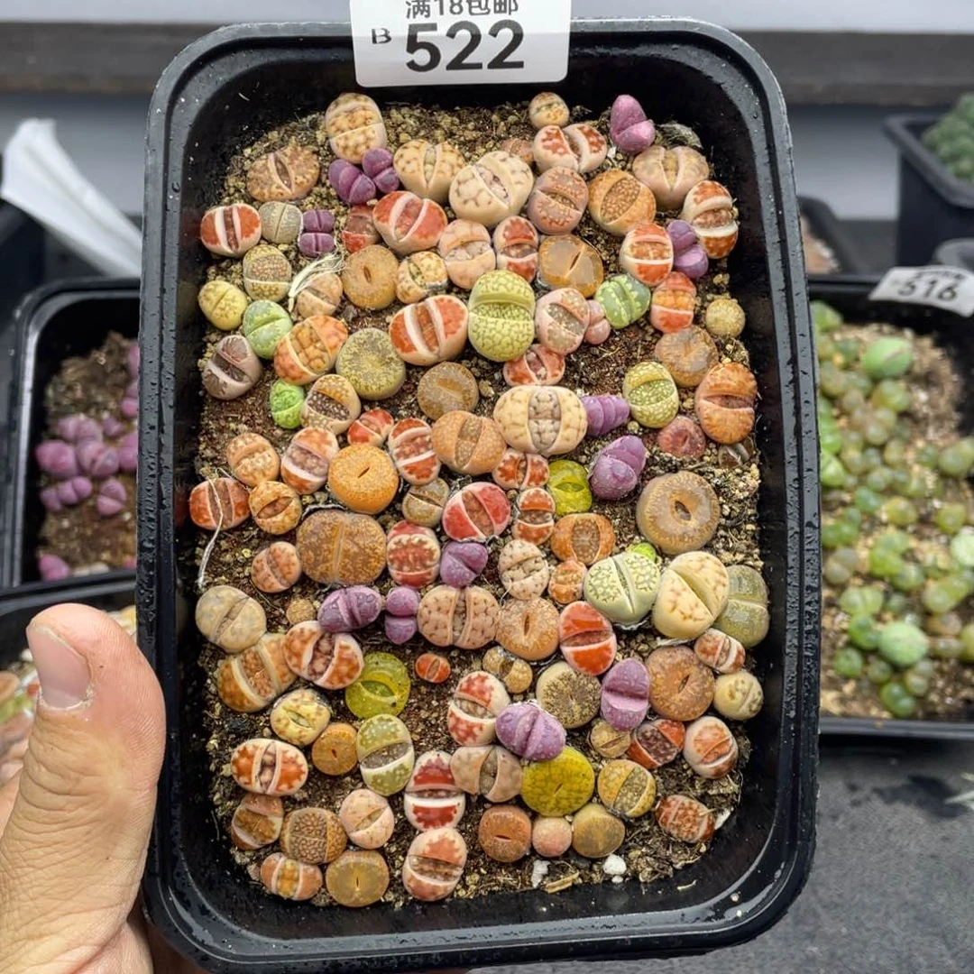 红陶000000000000522