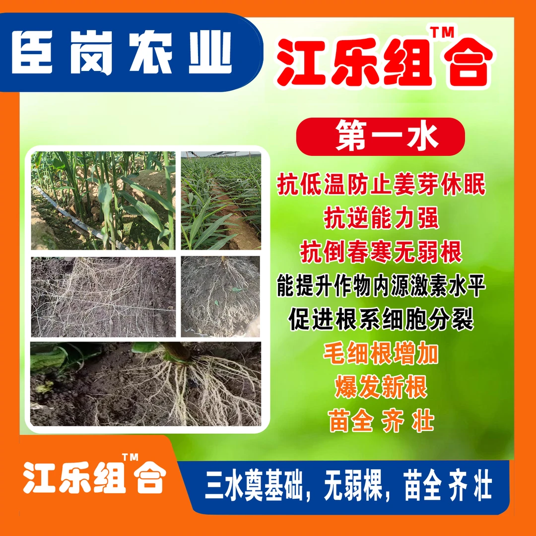 江乐专用组合，(前三水)抗休眠出苗齐出苗壮分枝多抗低温