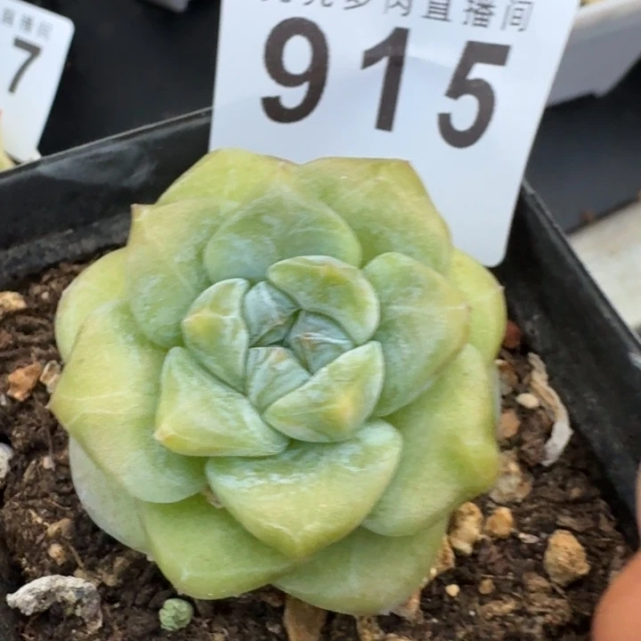 玉清风            多肉植物