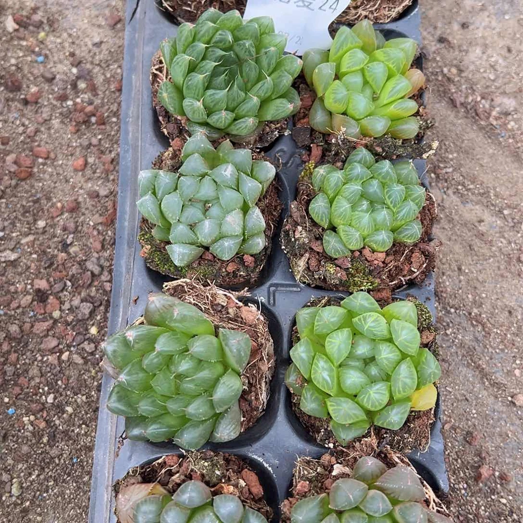 直播福利一物一拍24