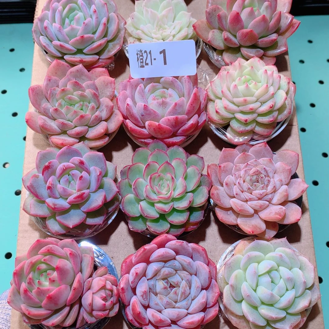 21-1一物一多肉带盆18颗