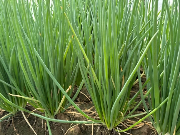 河南本地现拔现发农家自种本地小香葱新鲜带根发货