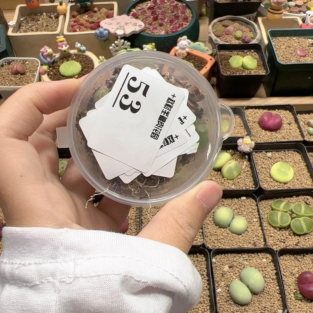 【闪购商品】53 开播福利