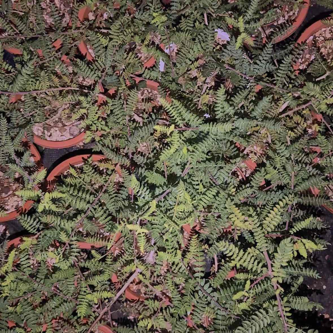 【闪购商品】块根植物