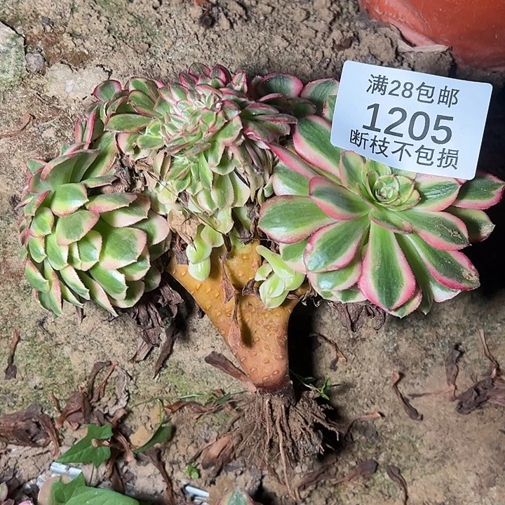 1205荔枝缀多肉植物