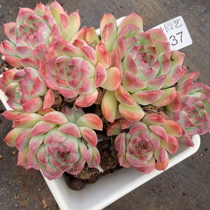 1537杂交老桩基地～15厘米