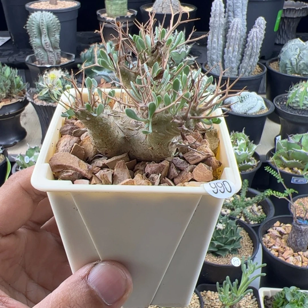 黑鬼殿厚敦菊一物一拍