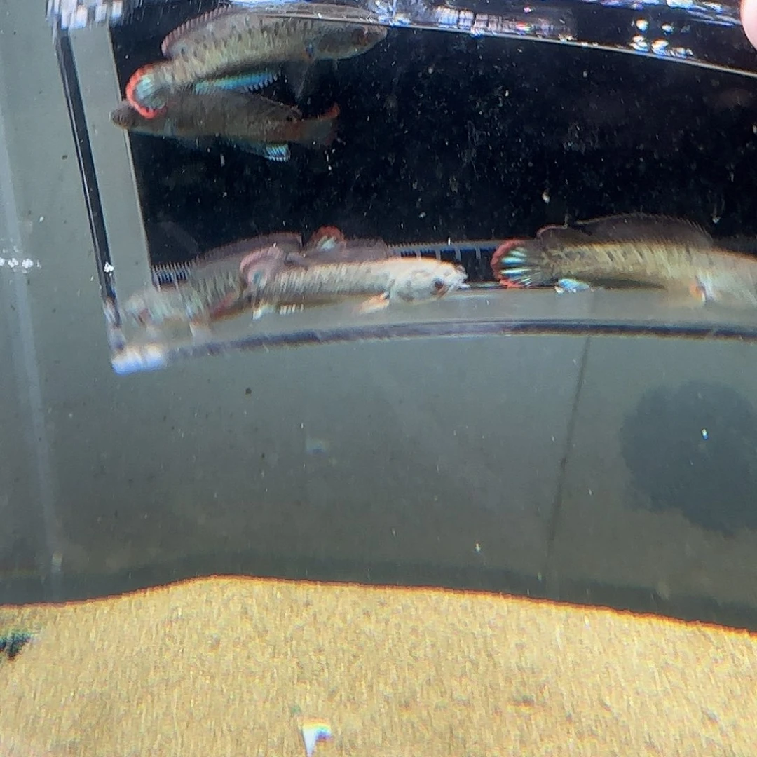 雷龙酒红雷龙20元一条