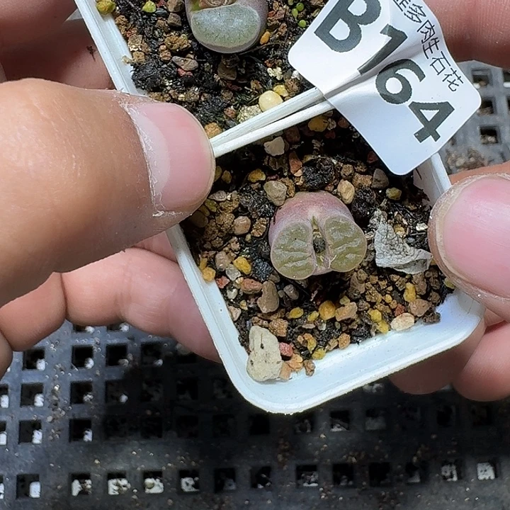 164 多肉植物多肉植物