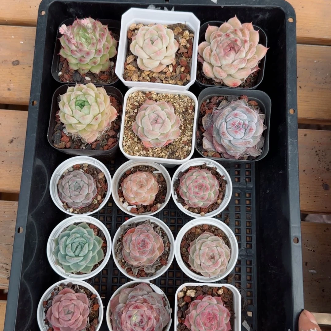 框拍框拍0308-122