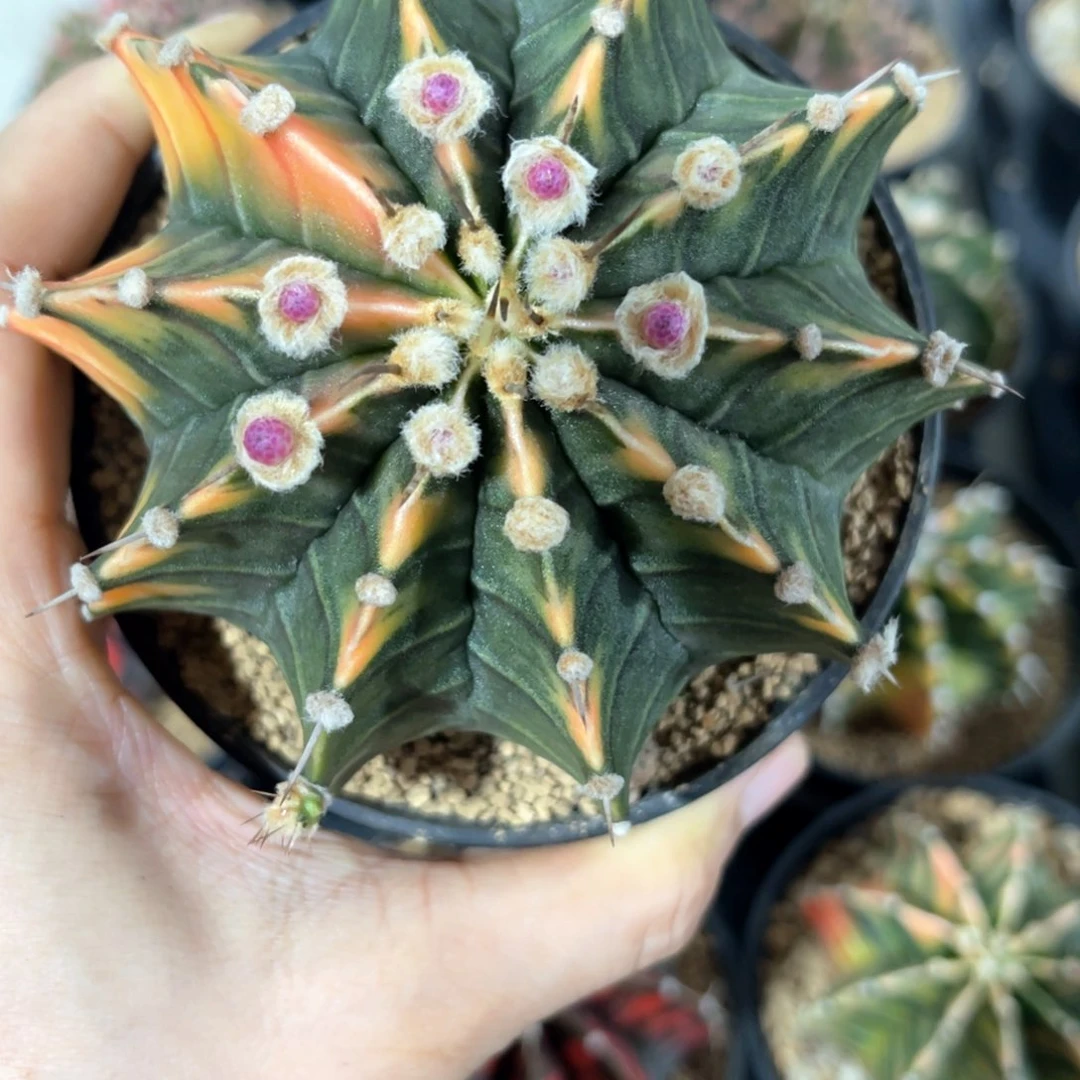 用****5实生肋骨锦特价福利