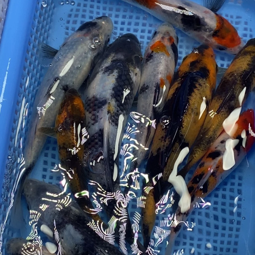 锦鲤冷水锦鲤包邮