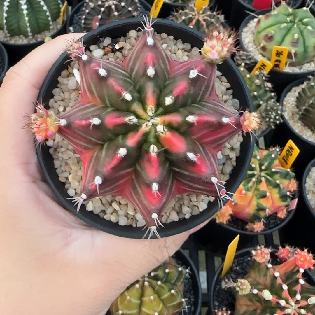 730-1226泰国米哈多肉