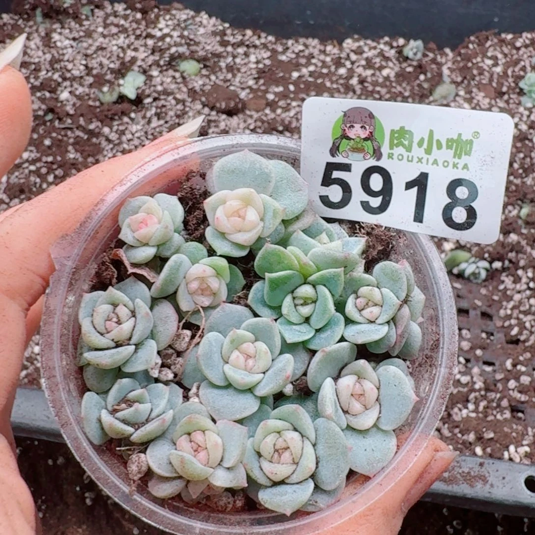 多肉植物多肉植物