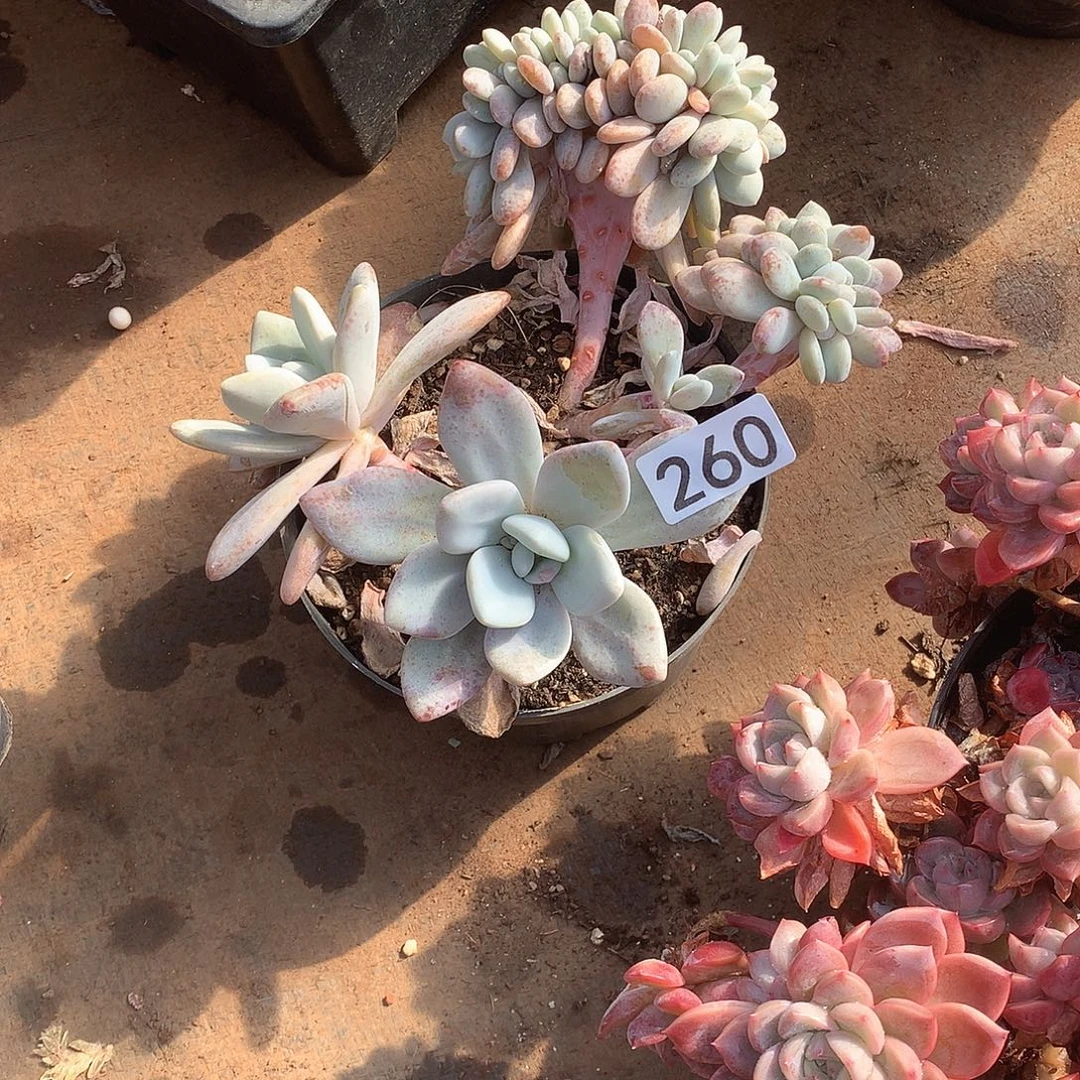 260 一物一拍多肉