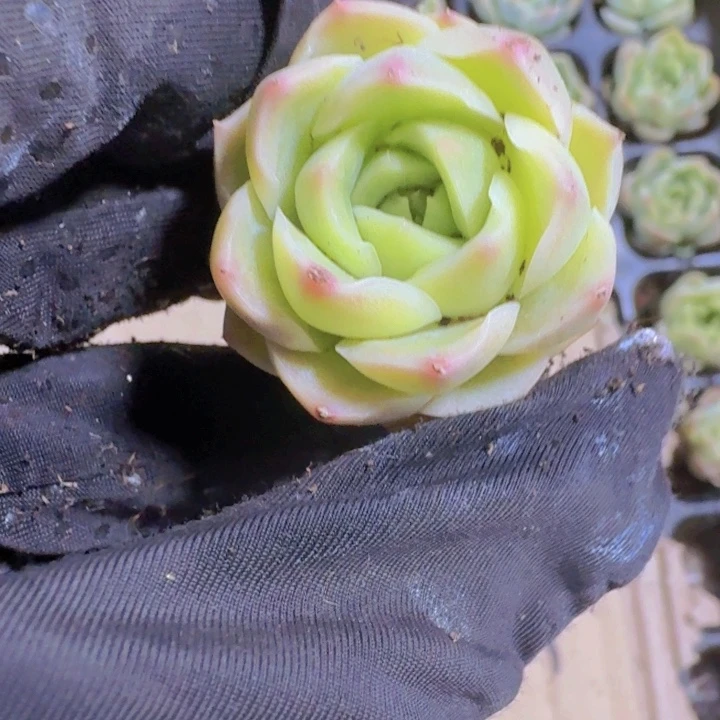 精品白犀牛两米三颗