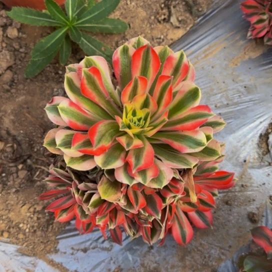 粉女巫9.9多肉植物