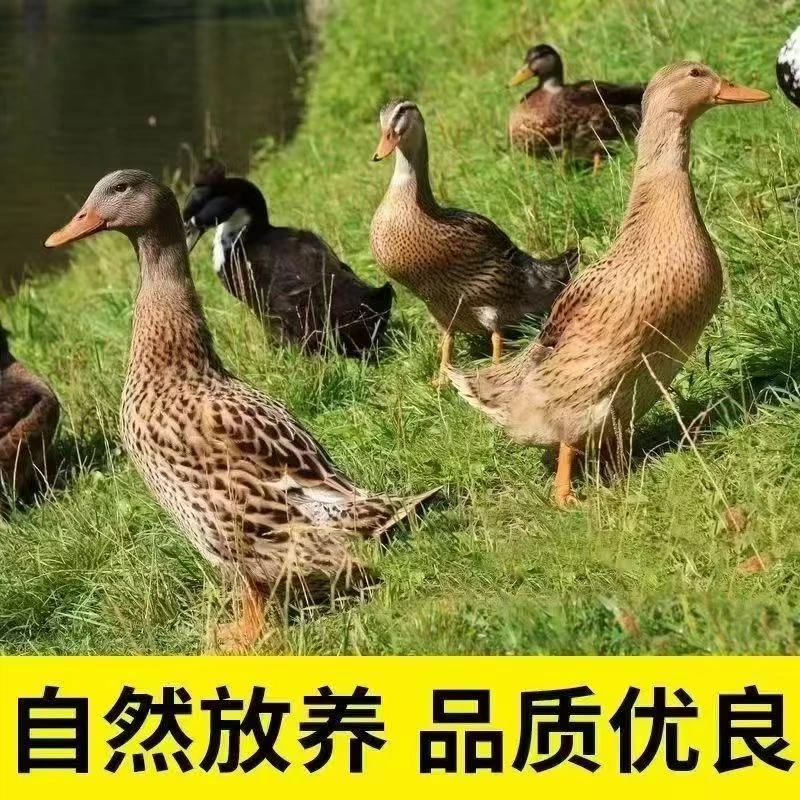 (精选3只）自然生长鸭五谷喂养新鲜宰杀京东顺丰无翅掌