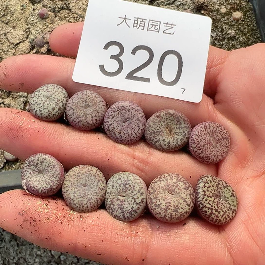 0000320量拍紫密纹安贞10颗