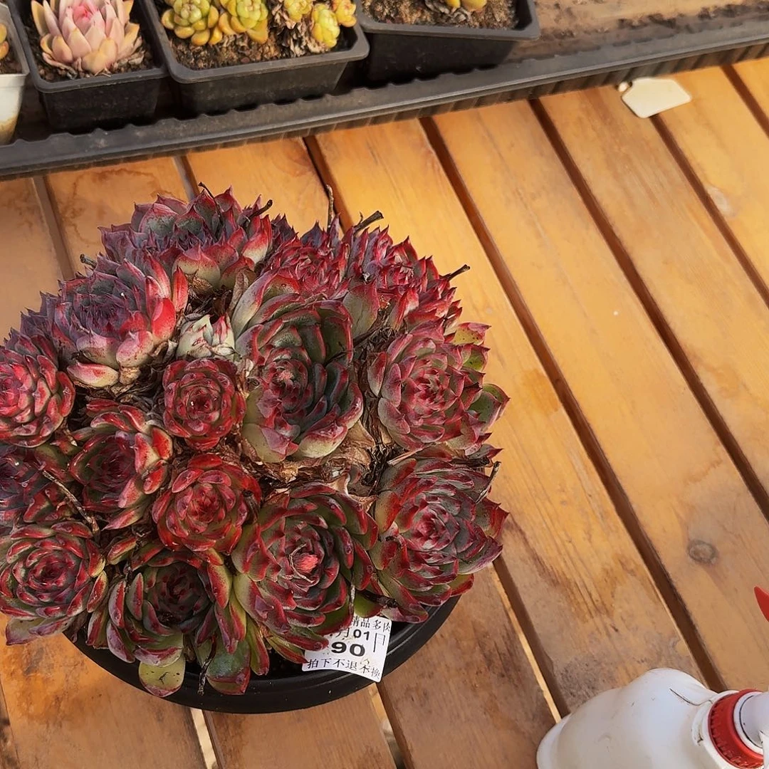 s***y0101-90吉娃娃锦单头