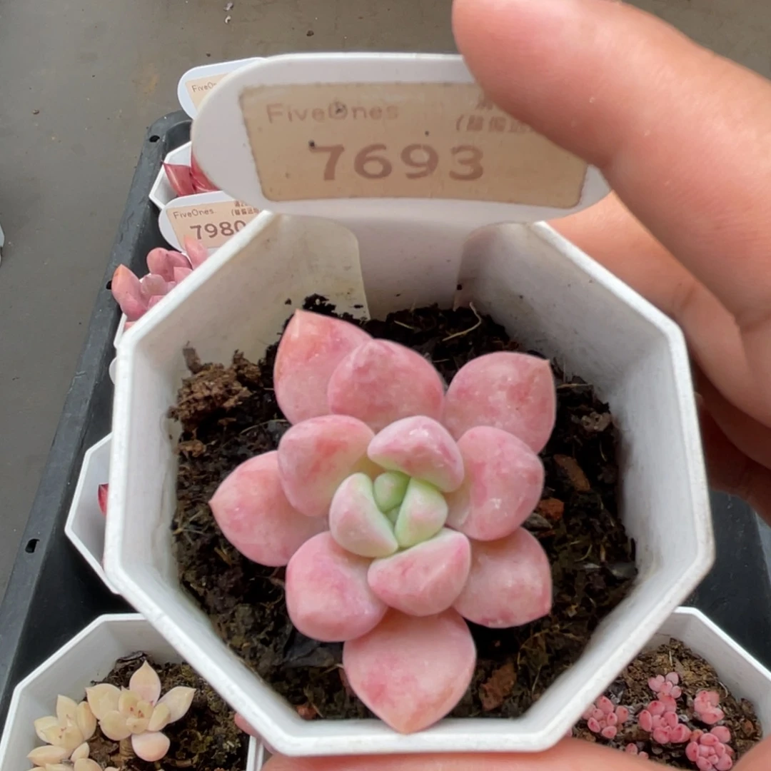 7693白鹭 4.0厘米