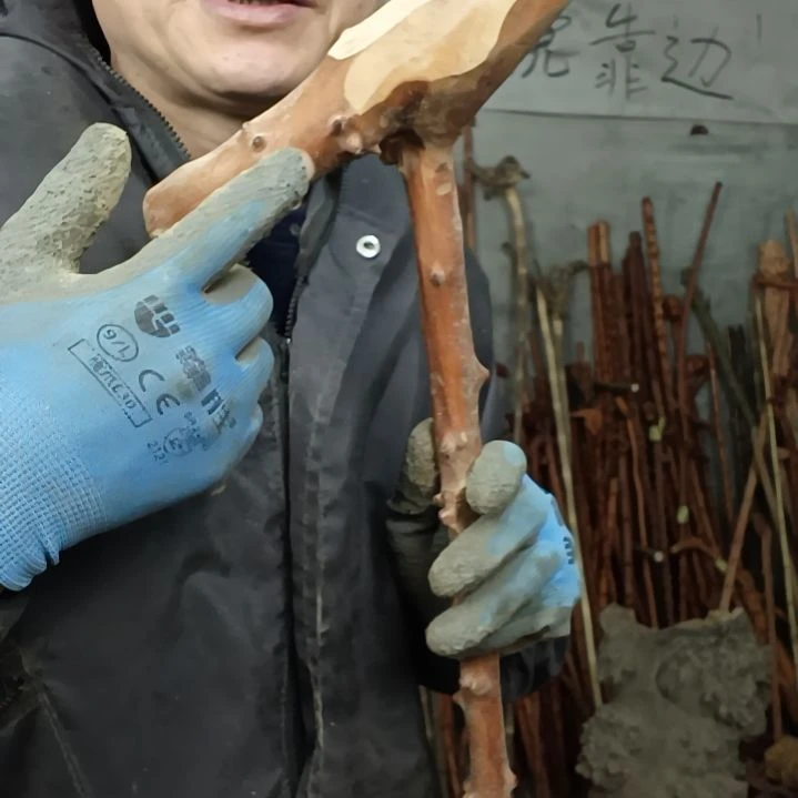 稳定木莲****心贵州檬子木   铁马鞭   根艺  半成品