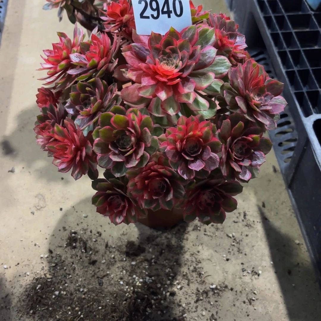 *****无花朵2940黑魔锦111111