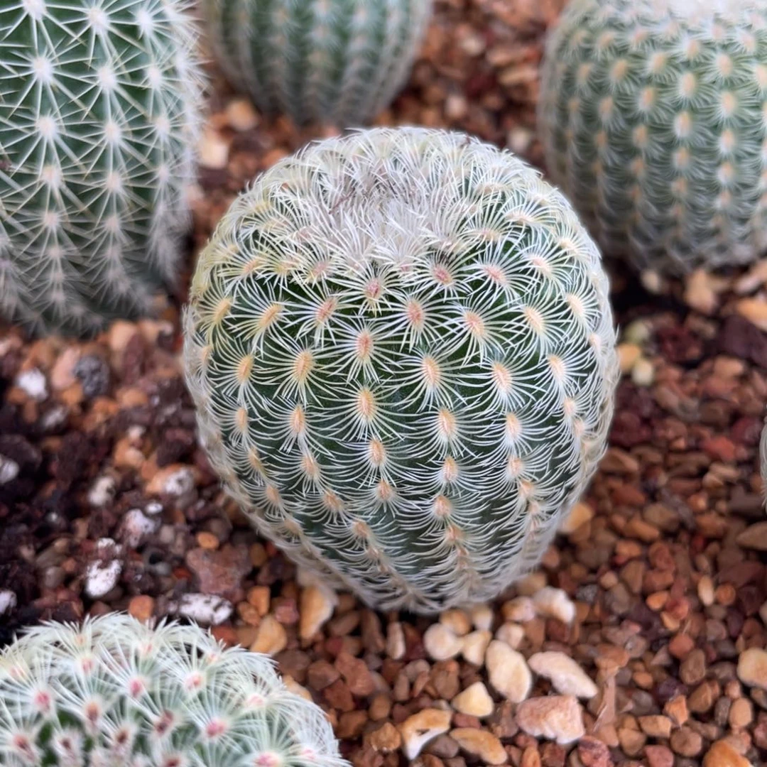 鹿角柱实生仙人球白花太阳
