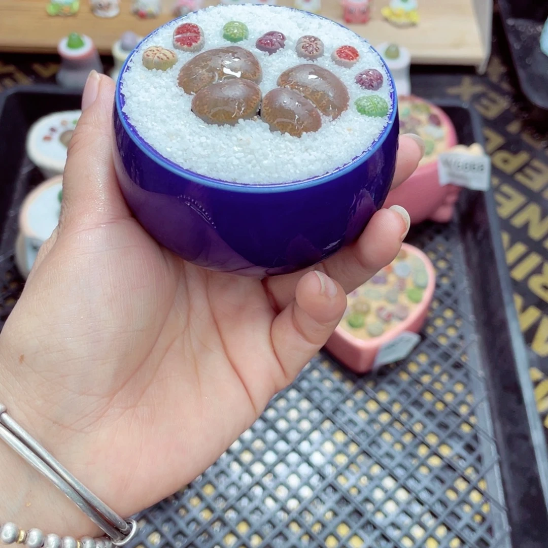 w6680 带盆土发货一物一拍
