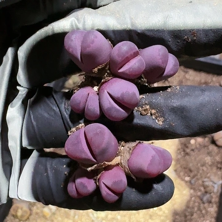 生石花11111。     213