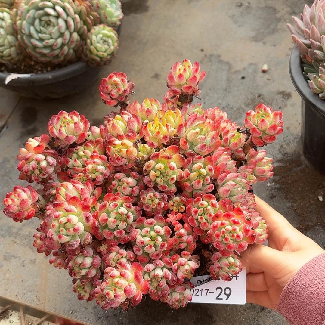 同温层多肉蓝苹果29