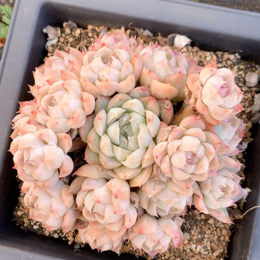 3642杂交多肉植物