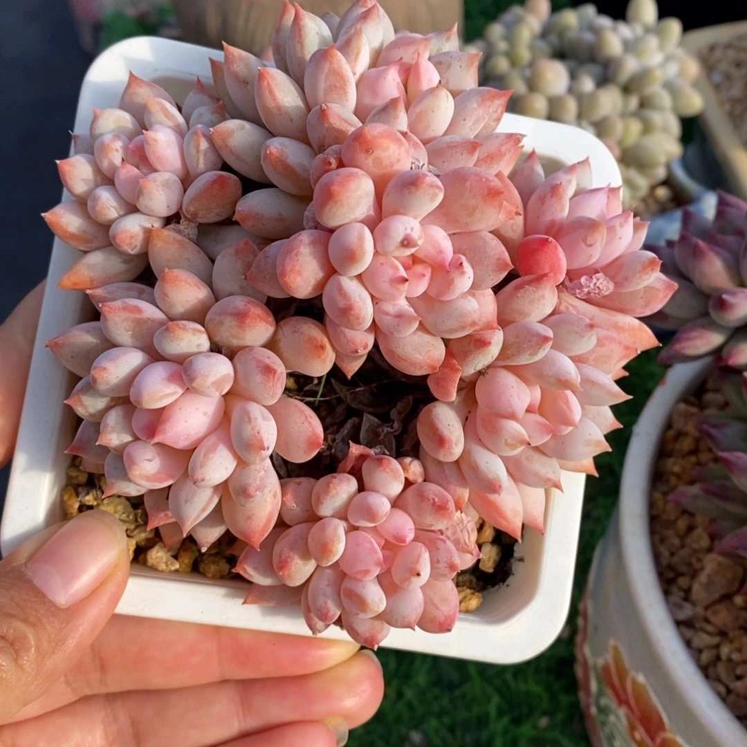 明珠美人一物一拍