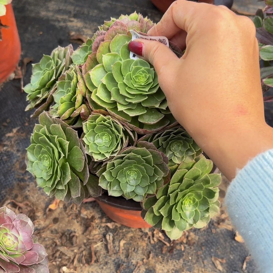 66多肉植物捧花的时候