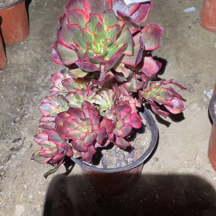 觅***蜜法师植物魅影法师105