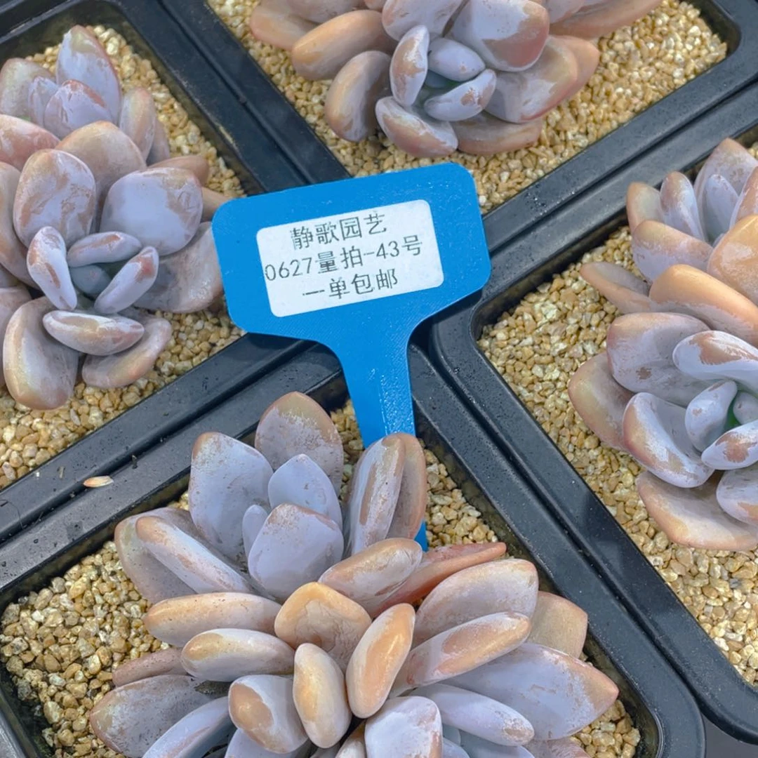 0627-43-全状态粉兔群一颗lp