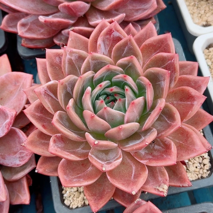 精品多肉植物老桩随机发一棵红酒香槟