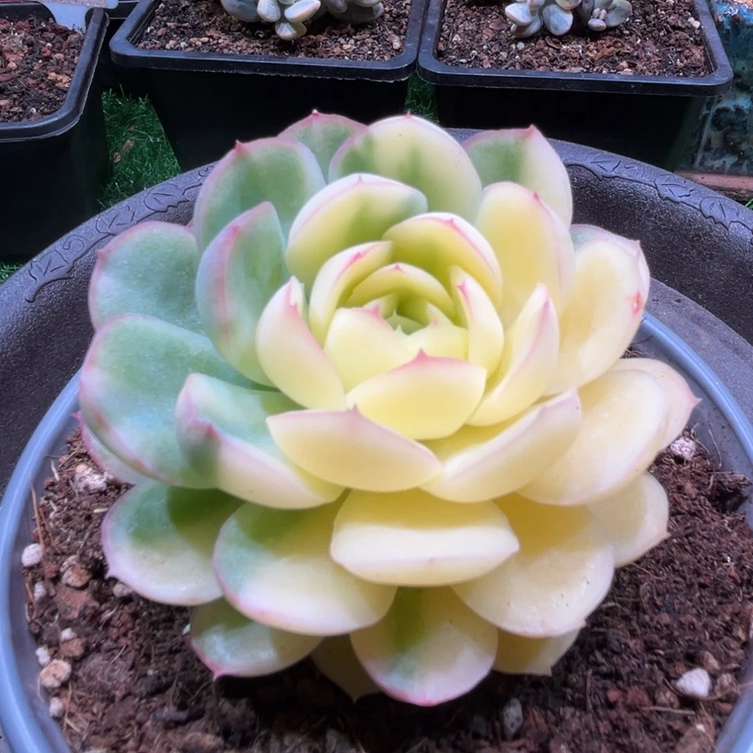 草莓冰锦，一物一拍。