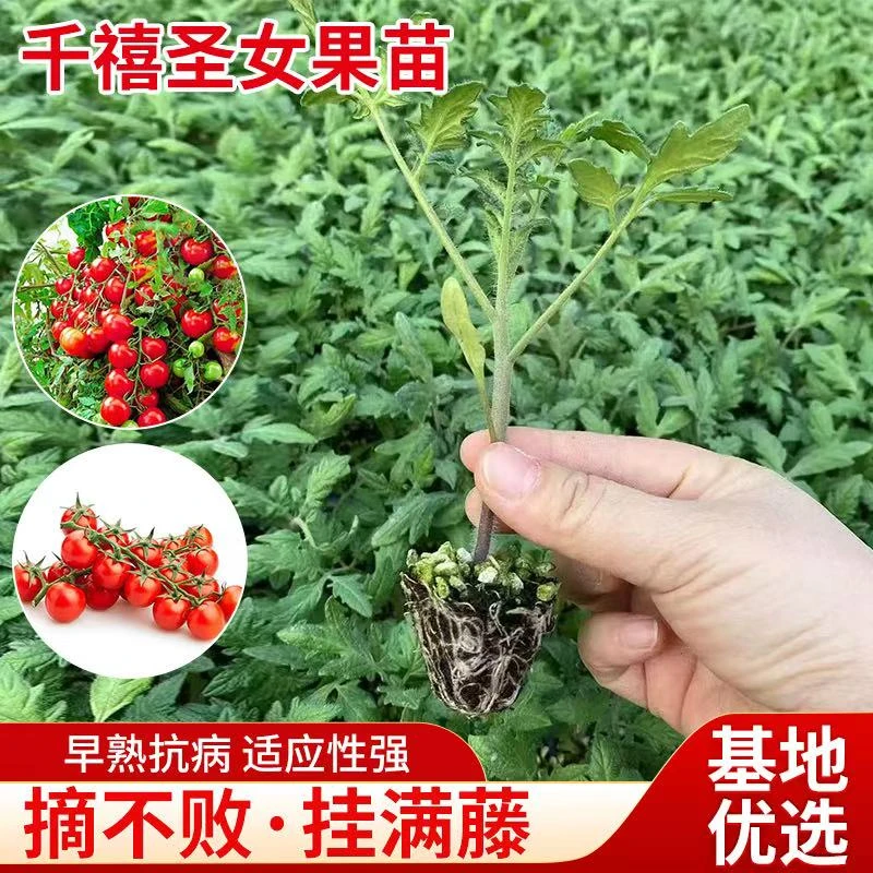 超甜千禧圣女果苗秧苗正宗爆甜薄皮小番茄种子四季阳台盆栽蔬菜苗