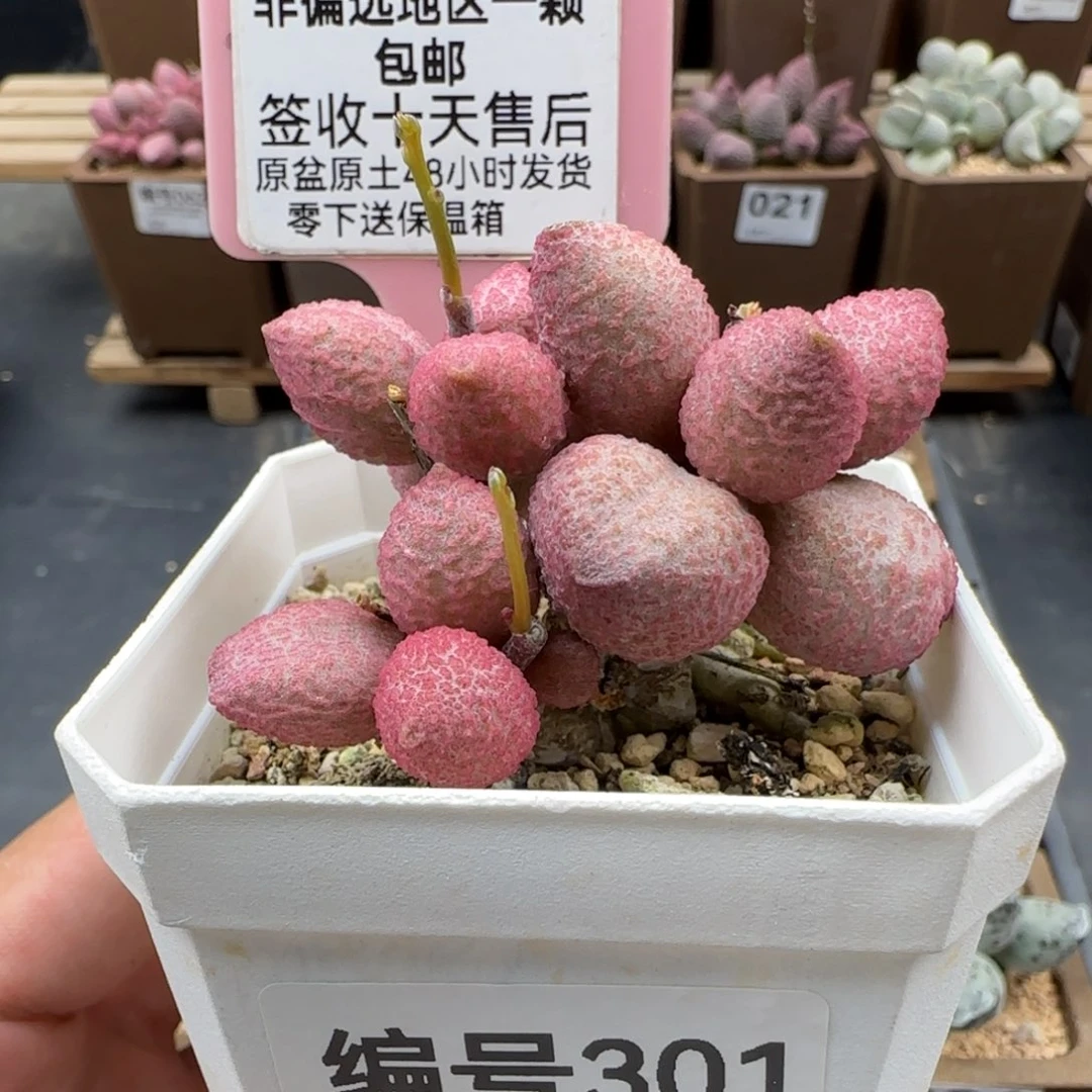 301糖果多肉植物