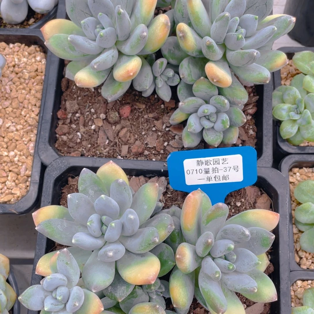 0710-37-三色美大群生一颗